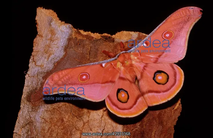 : Emperor gum moth - adult; wingspan is 8 to 13 cm : Emperor gum moth - adult; wingspan is 8 to 13 cm