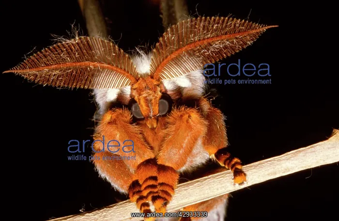 : Emperor gum moth - huge plumed antennae that pick : Emperor gum moth - huge plumed antennae that pick