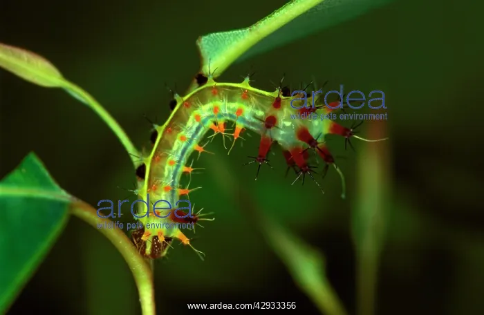 : Emperor gum moth - larva, hanging upside down to : Emperor gum moth - larva, hanging upside down to
