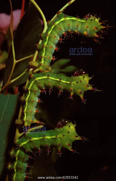 : Emperor gum moth - young larvae : Emperor gum moth - young larvae