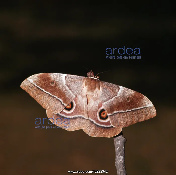  : Emperor Mopane Moth