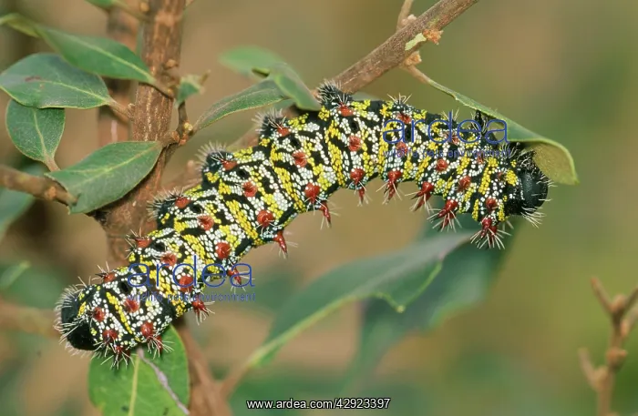 : Emperor Mopane Moth - caterpillar feeding : Emperor Mopane Moth - caterpillar feeding