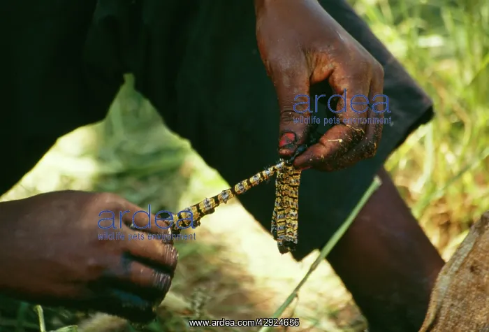 : Emperor Mopane MOTH - caterpillars being placed : Emperor Mopane MOTH - caterpillars being placed