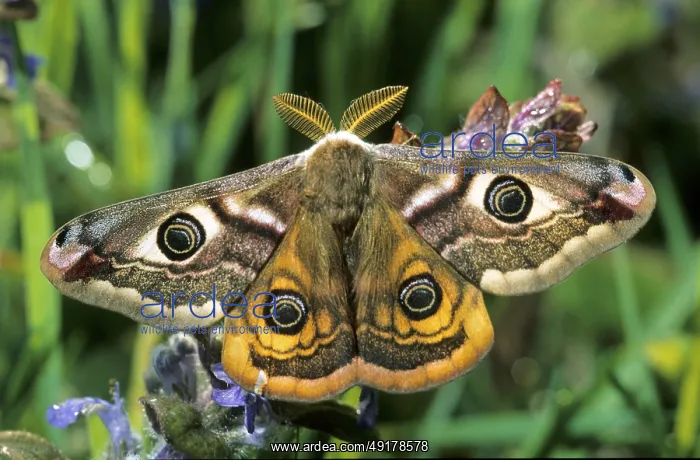 : Emperor moth : Emperor moth