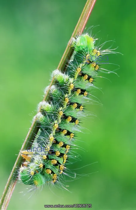 : Emperor Moth CATERPILLAR : Emperor Moth CATERPILLAR