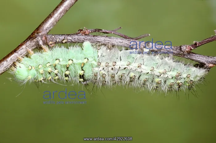  : Emperor Moth - caterpillar moulting