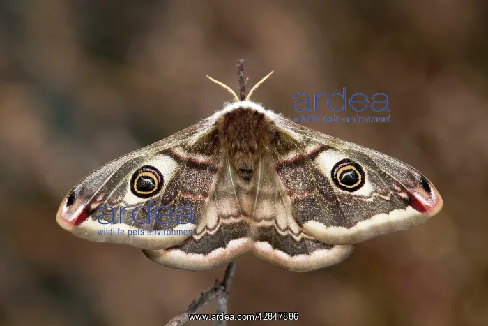 : Emperor Moth - female : Emperor Moth - female