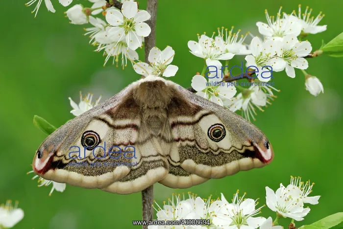 : Emperor Moth female on blackthorn : Emperor Moth female on blackthorn