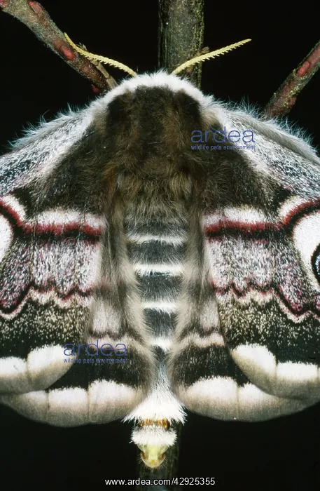 : Emperor Moth - Female, calling. Releasing pheromons : Emperor Moth - Female, calling. Releasing pheromons