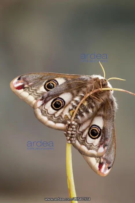 : Emperor Moth - female with eggs : Emperor Moth - female with eggs