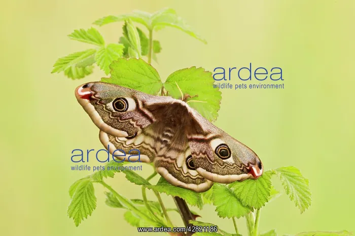 : Emperor Moth - female on foodplant : Emperor Moth - female on foodplant
