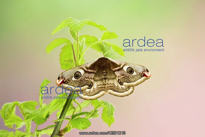 : Emperor Moth - female on foodplant : Emperor Moth - female on foodplant
