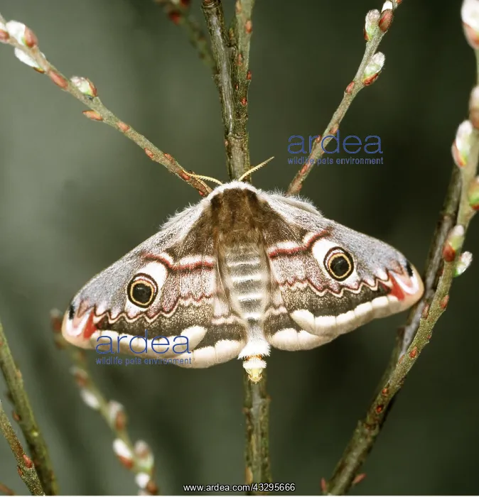 : EMPEROR MOTH - female, ossilating scent gland releasing : EMPEROR MOTH - female, ossilating scent gland releasing