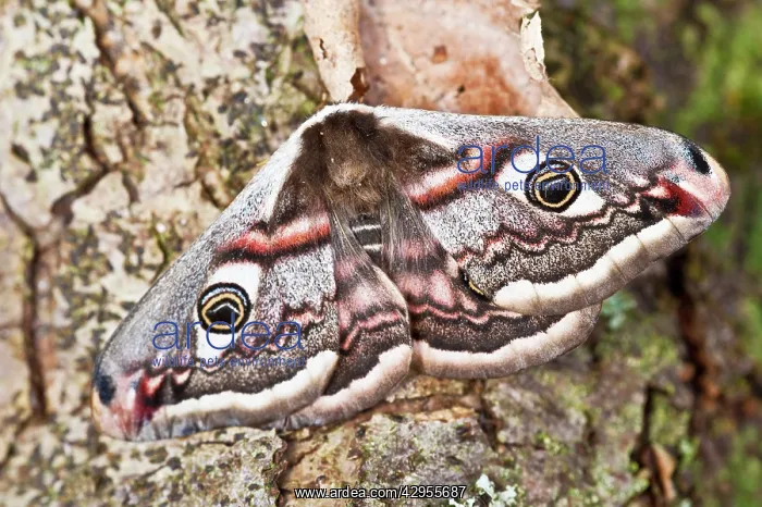 : Emperor Moth - female resting on tree trunk : Emperor Moth - female resting on tree trunk