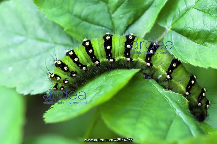 : Emperor moth larva : Emperor moth larva