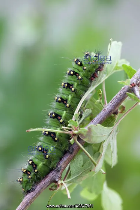 : Emperor Moth - larva on hawthorn : Emperor Moth - larva on hawthorn