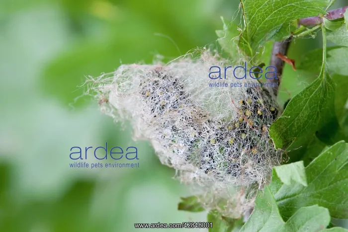 : Emperor Moth - larva on hawthorn - spinning a cocoon : Emperor Moth - larva on hawthorn - spinning a cocoon