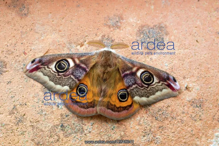  : Emperor Moth - male