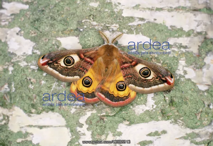  : Emperor MOTH - male