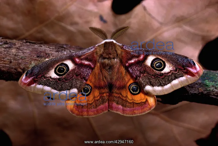 : Emperor Moth - male : Emperor Moth - male