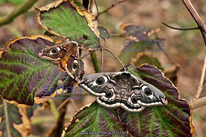 : Emperor Moth - male and female : Emperor Moth - male and female