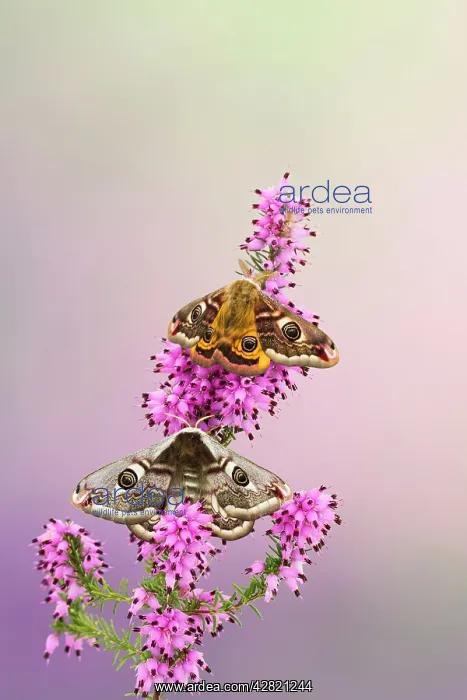 : Emperor Moth - pair on foodplant : Emperor Moth - pair on foodplant