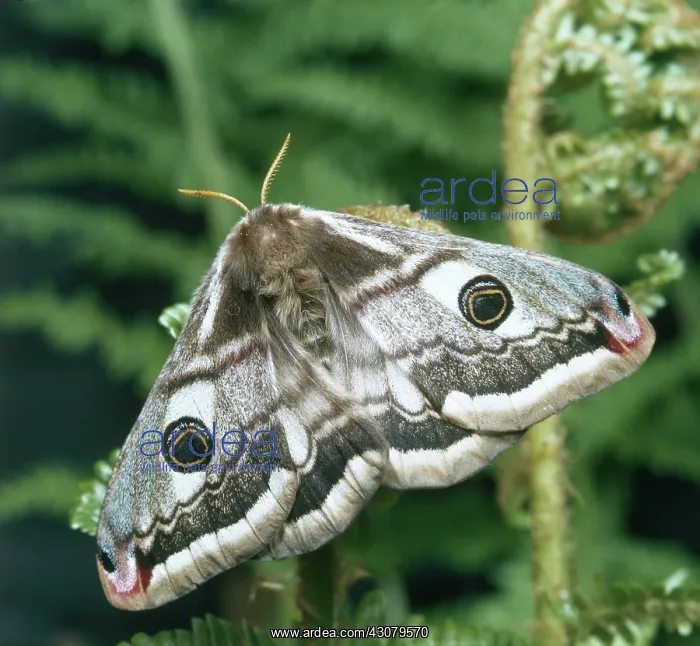 : Emperor moth (Saturnia pavonia) : Emperor moth (Saturnia pavonia)