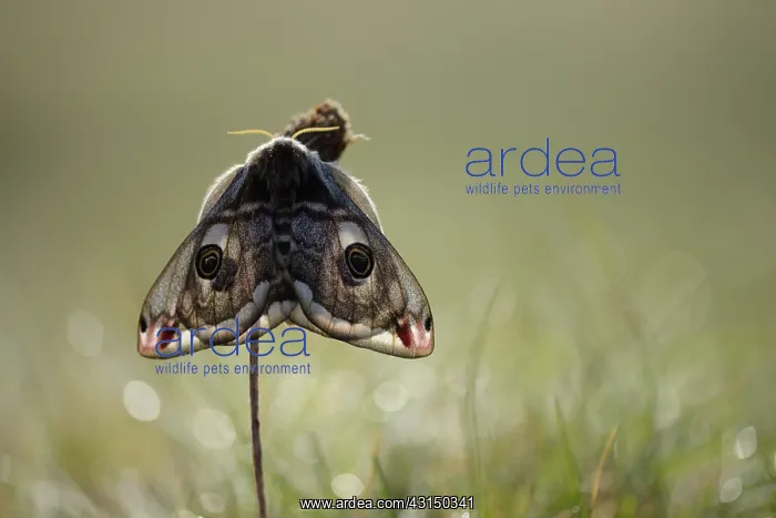 : Emperor Moth (Saturnia pavonia) female : Emperor Moth (Saturnia pavonia) female