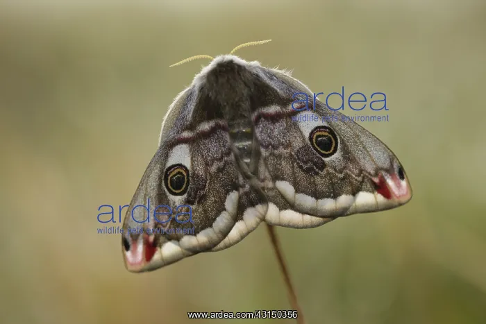 : Emperor Moth (Saturnia pavonia) female : Emperor Moth (Saturnia pavonia) female