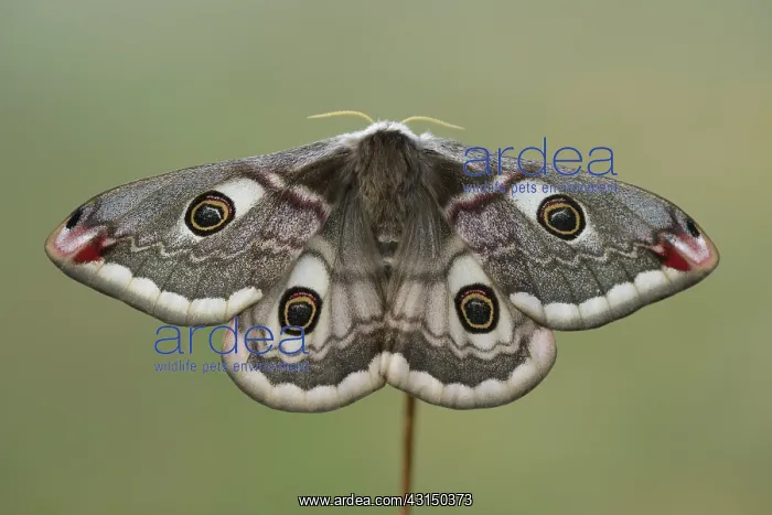 : Emperor Moth (Saturnia pavonia) female : Emperor Moth (Saturnia pavonia) female