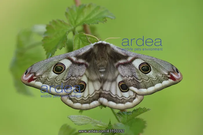 : Emperor Moth (Saturnia pavonia) female : Emperor Moth (Saturnia pavonia) female