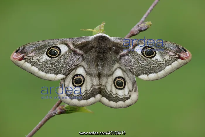 : Emperor Moth (Saturnia pavonia) female : Emperor Moth (Saturnia pavonia) female