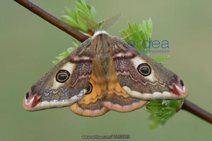 : Emperor Moth (Saturnia pavonia) male : Emperor Moth (Saturnia pavonia) male