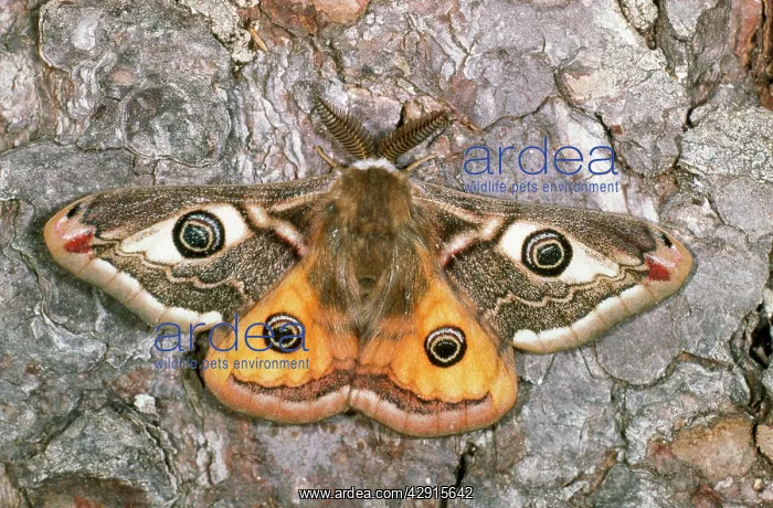 : Emperor Moth - with wings open : Emperor Moth - with wings open