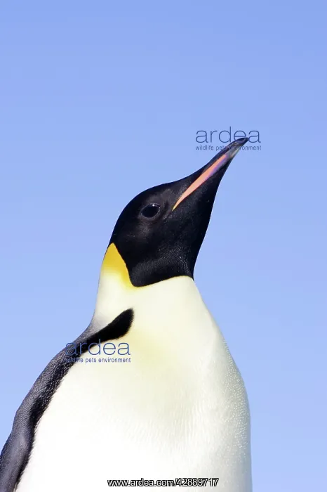: Emperor Penguin : Emperor Penguin
