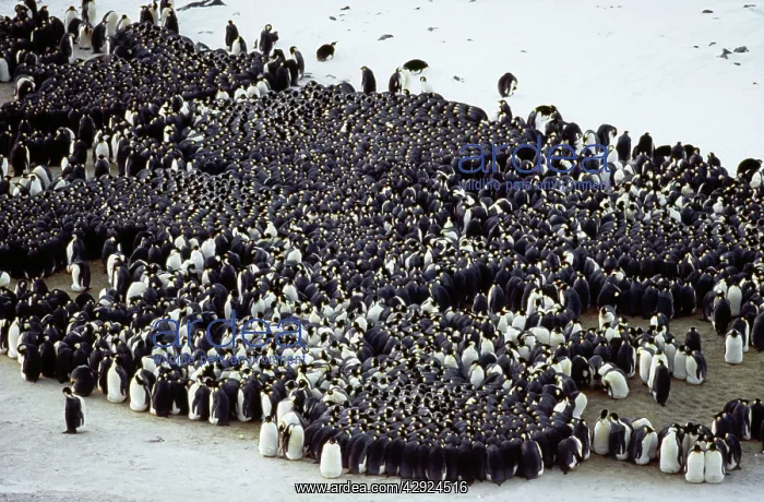 : Emperor Penguin : Emperor Penguin