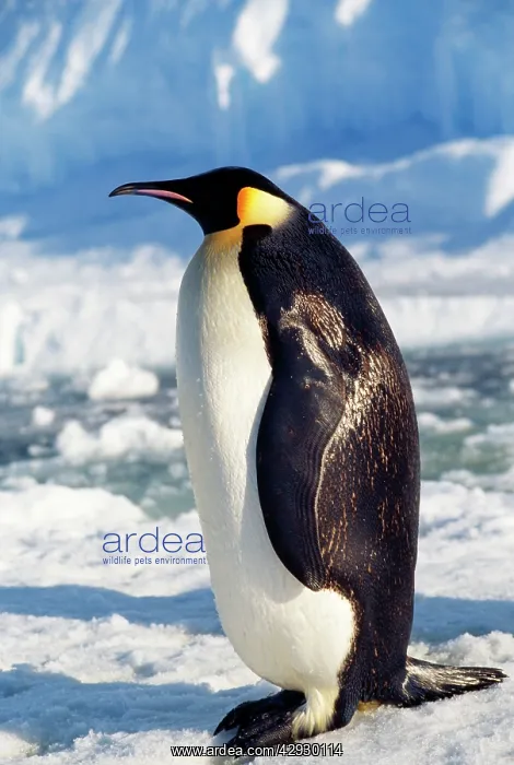 : Emperor Penguin : Emperor Penguin