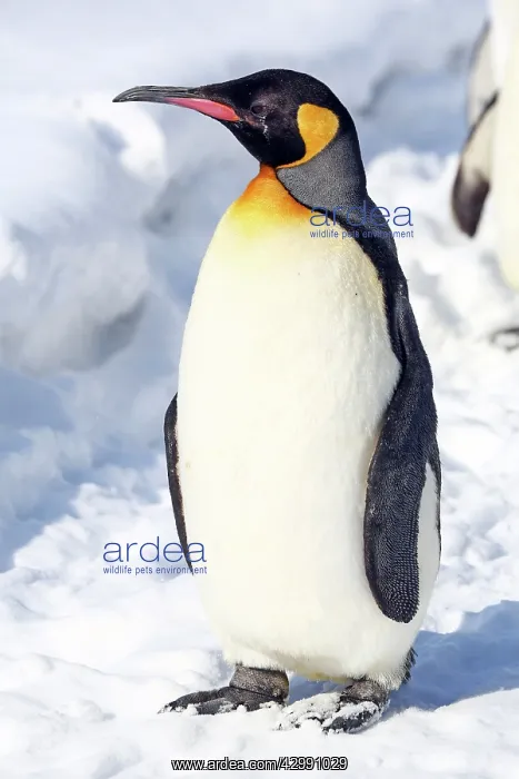 : Emperor Penguin : Emperor Penguin