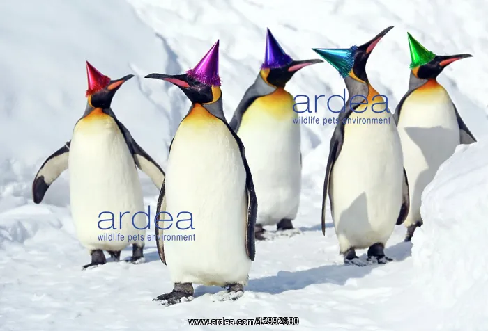 : Emperor Penguin : Emperor Penguin