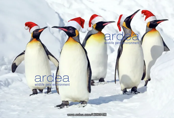 : Emperor Penguin : Emperor Penguin