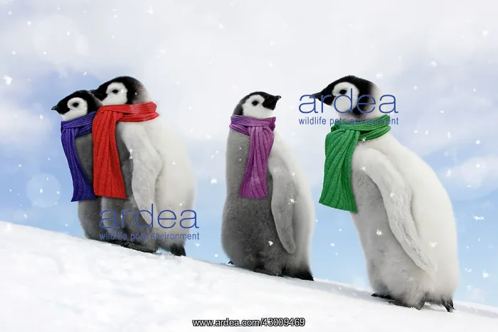 : Emperor Penguin : Emperor Penguin
