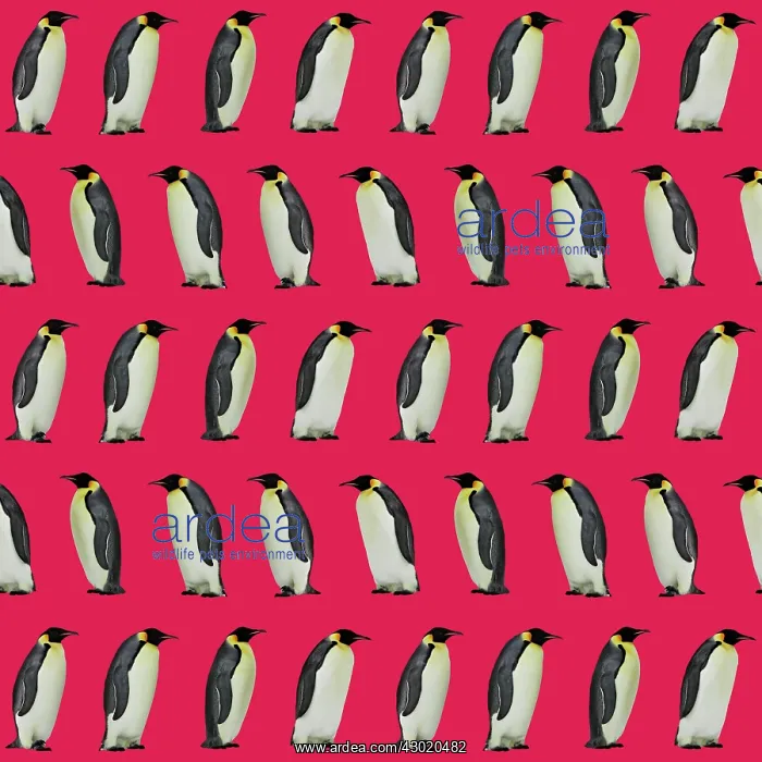 : Emperor Penguin : Emperor Penguin