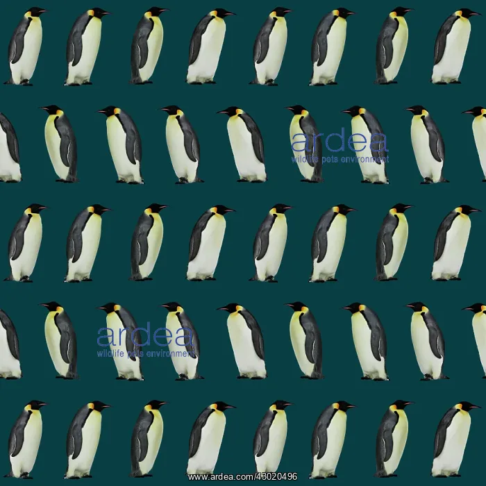 : Emperor Penguin : Emperor Penguin