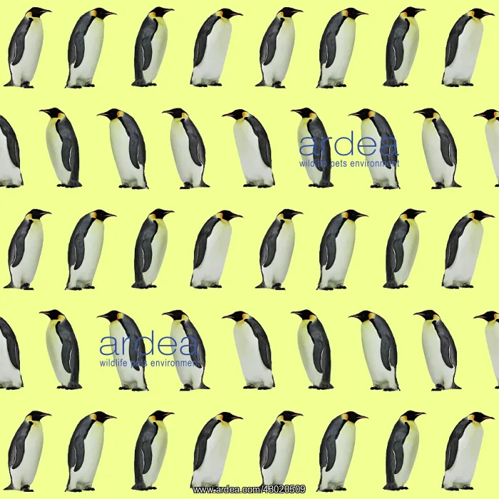 : Emperor Penguin : Emperor Penguin