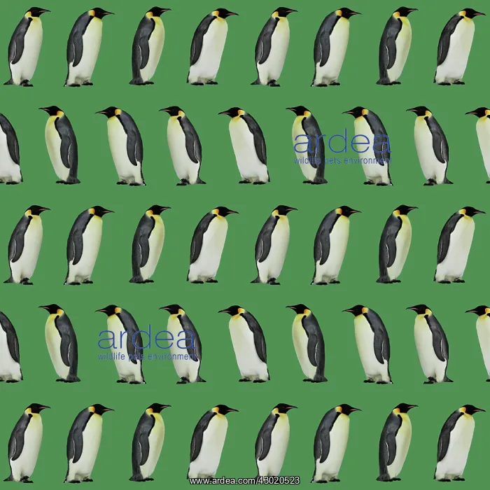 : Emperor Penguin : Emperor Penguin