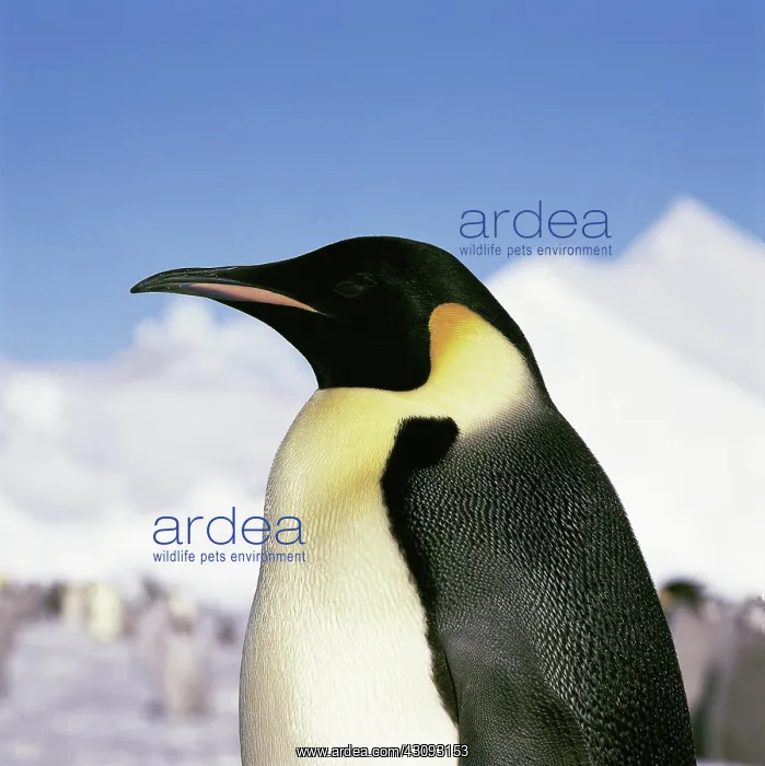 : Emperor Penguin : Emperor Penguin
