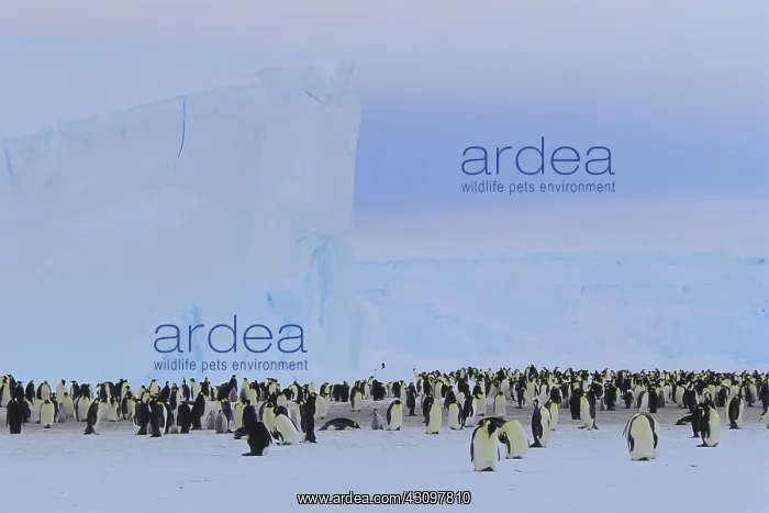 : Emperor Penguin : Emperor Penguin