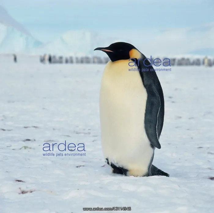 : Emperor Penguin : Emperor Penguin