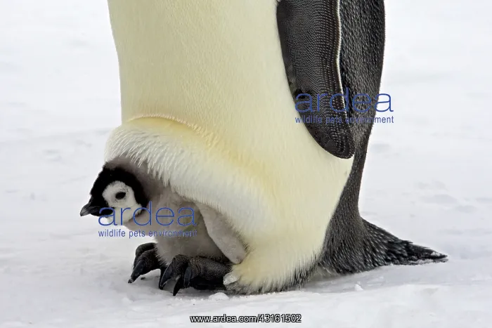: Emperor Penguin : Emperor Penguin
