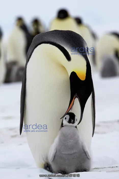 : Emperor Penguin : Emperor Penguin